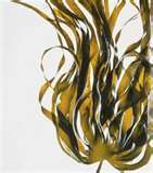 Kelp Granules