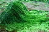 Spirulina Powder