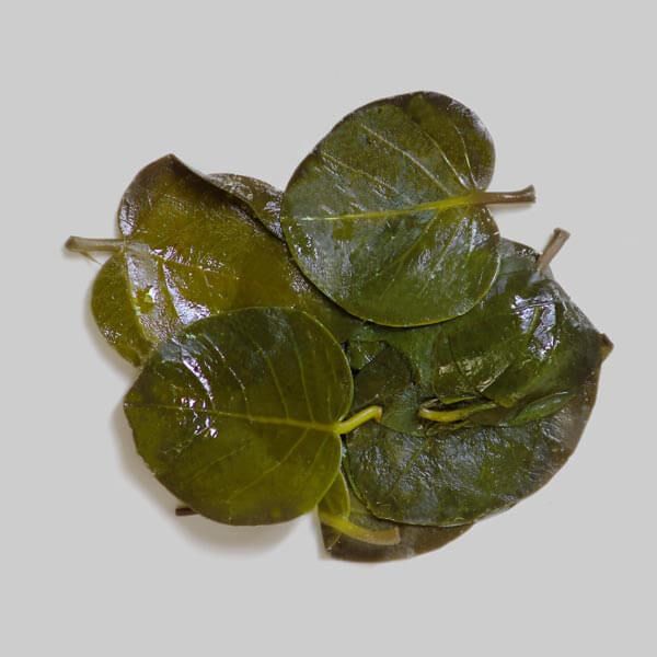 Kapriksenlehdet Symin saarelta SYMI 180g