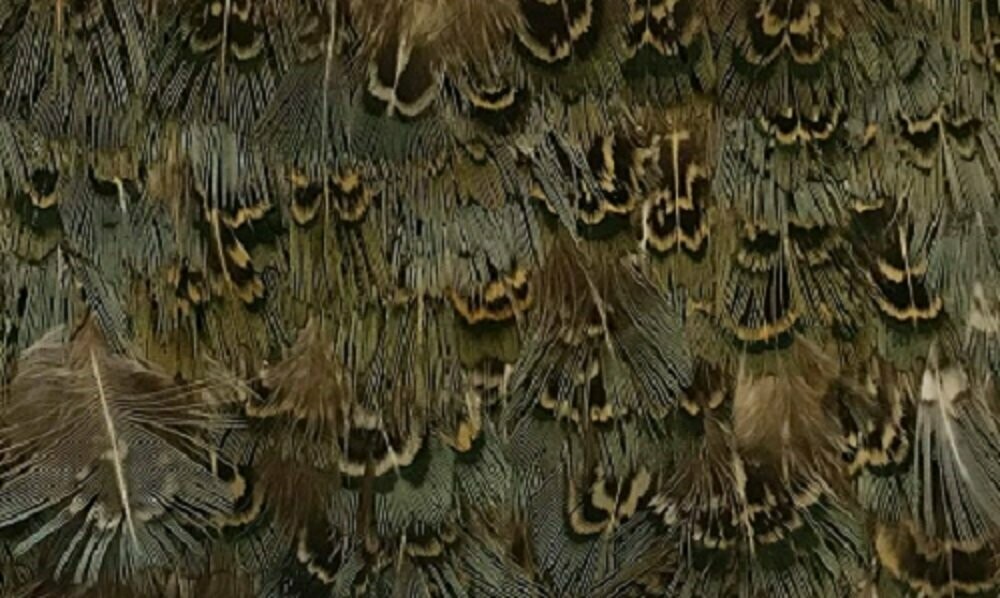 Ring neck Green Plumage 50 x Super Selected Feathers Gordon Griffiths