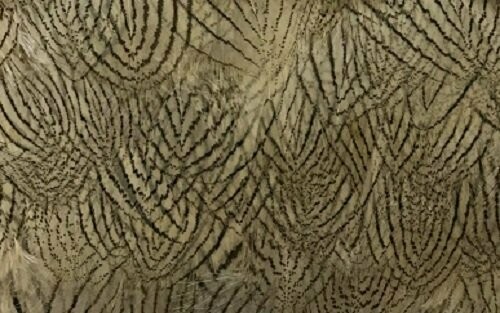 Silver Pheasant 25 x Super Selected Feathers Gordon Griffiths