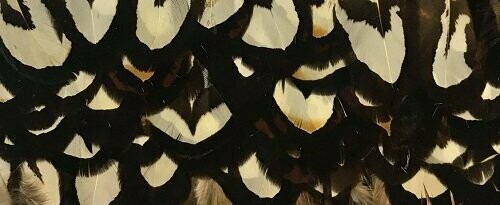 Reeves White Pheasant 25 x Super Selected Feathers Gordon Griffiths