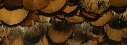 Reeves Yellow Pheasant 25 x Super Selected Feathers Gordon Griffiths