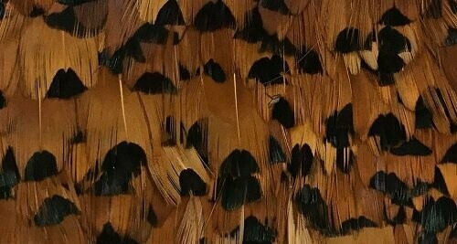 Cock Pheasant Brown Neck 50 x Super Selected Feathers Gordon Griffiths