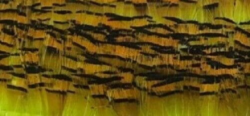 Golden Pheasant Tippet Super Selected Feathers Chartreuse 10 Pack Fly Tying