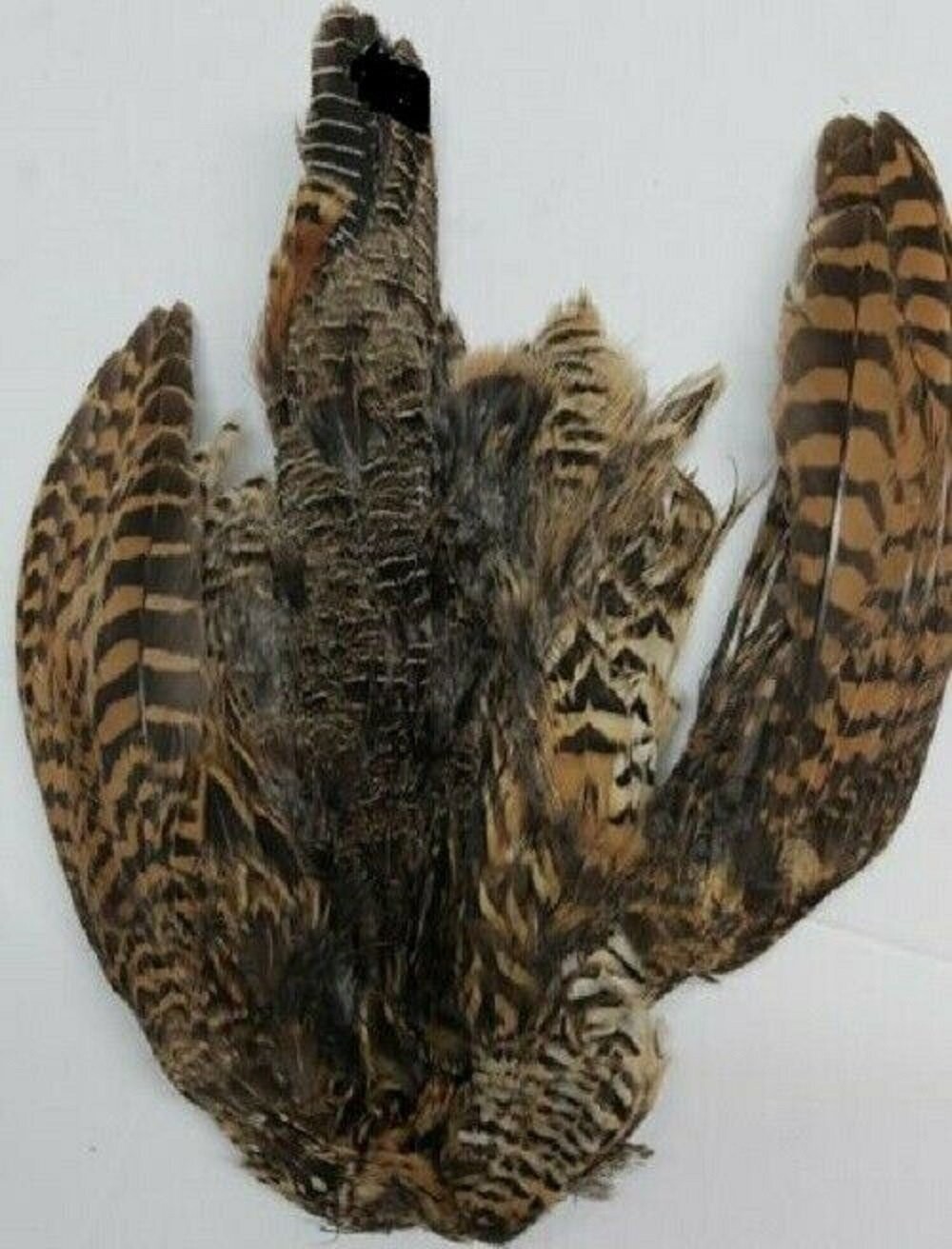 Francolin Full Skin