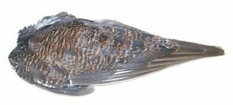 Grouse Wings Whole 1 Pair Fly Tying Durham Ranger