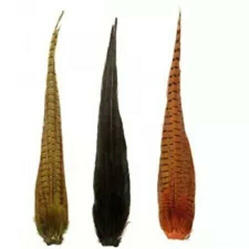 Pheasant Cock Ringneck Complete Tail Natural and Dyed - Gordon Griffiths