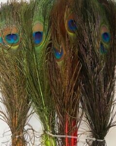 Peacock Eye Top 2 Per Pack Various colours Gordon Griffiths