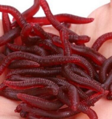 NEW 50 x Red Bait Worms - Plastic Fishing Fake Artificial Imitation Tackle Lure