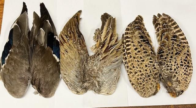 Bird Wings 1 Pair Specially scented for dog trainers and falconers