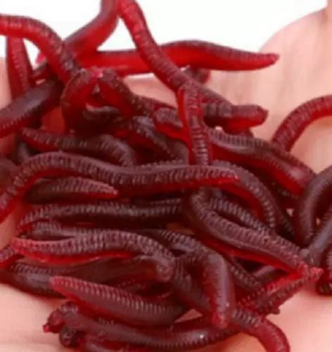 NEW 50 x Red Bait Worms - Plastic Fake Artificial Tackle Lure Gordon Griffiths