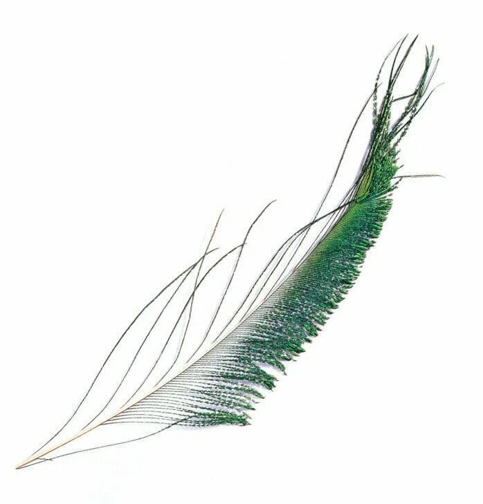 Peacock Sword Tails 2 Per Pack Various Colours Gordon Griffiths Peacock Sword Tails 2 Per Pack Various Colours Gordon Griffiths