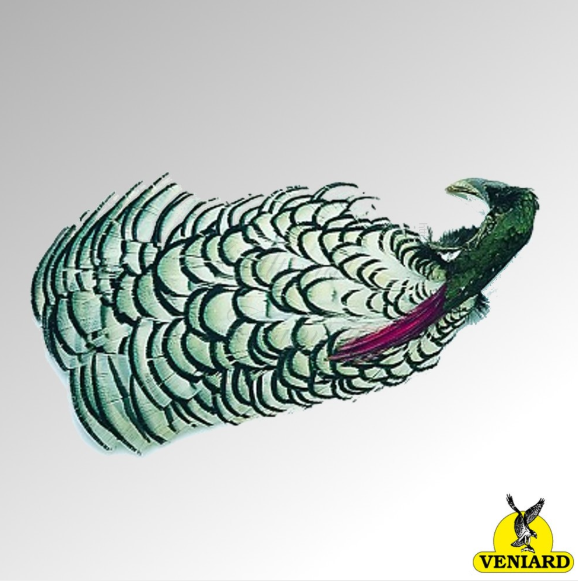 AMHERST PHEASANT HEAD VENIARD NO 2 COMPLETE  (APH2) VENIARD