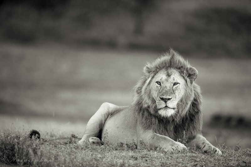 African Lion