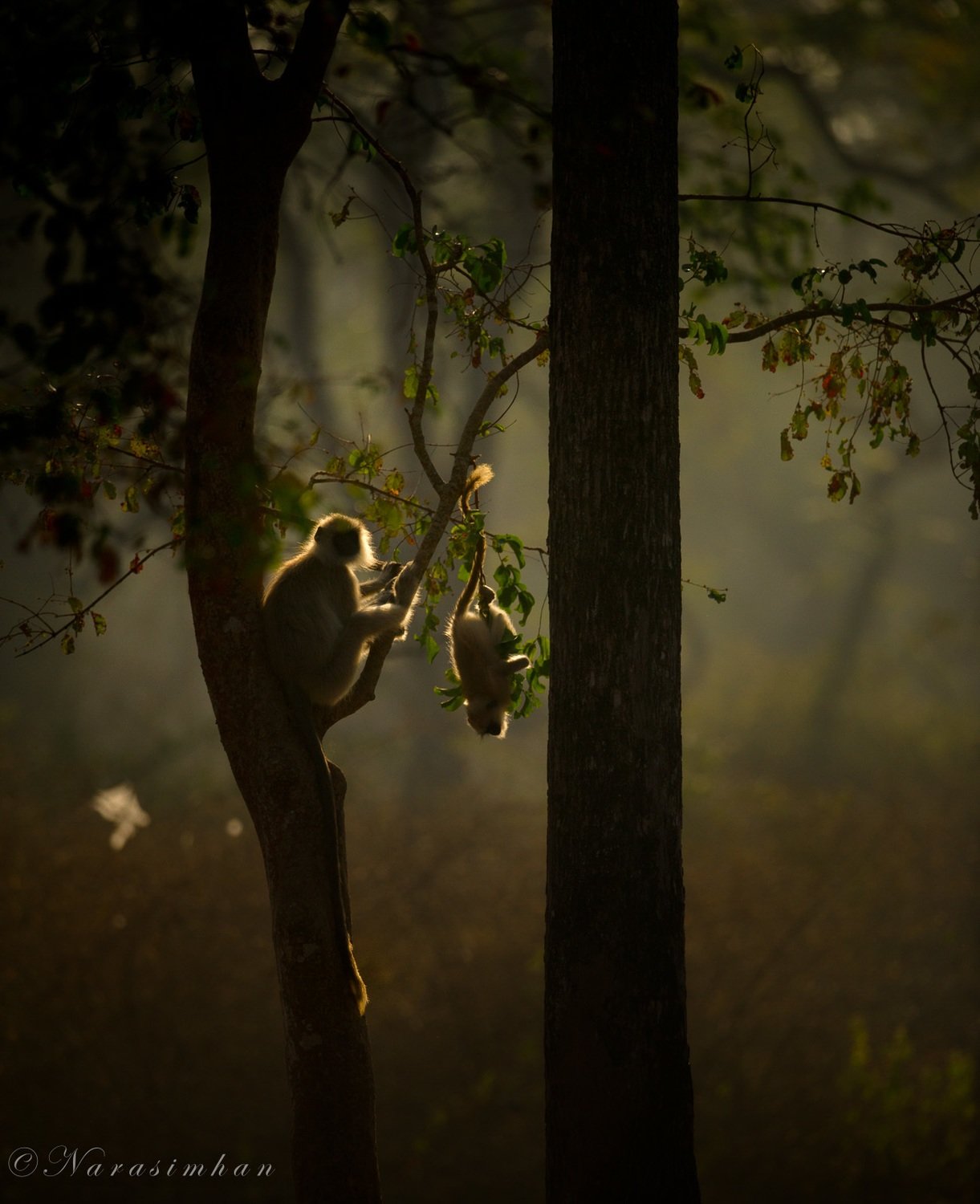 Playful Langurs