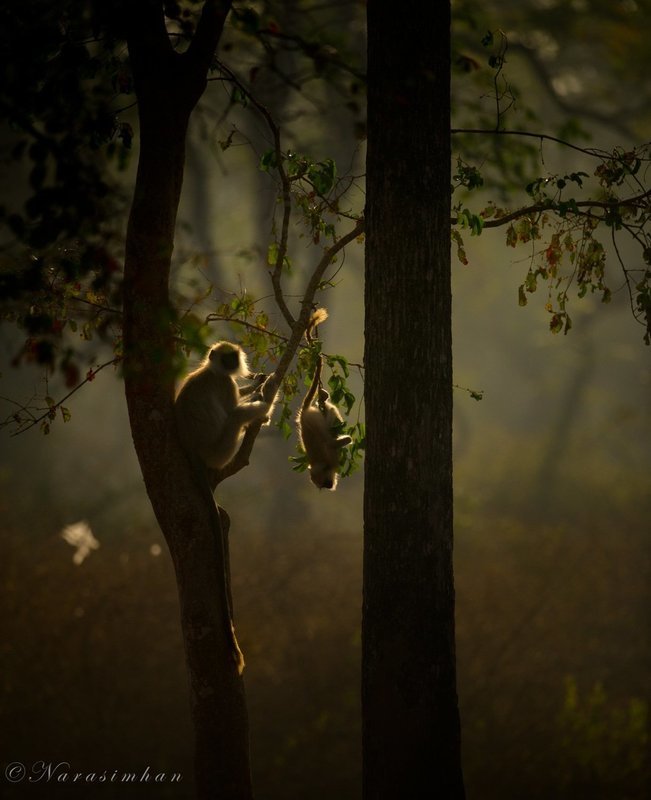 Playful Langurs