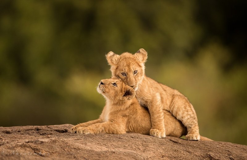 Lion Cubs