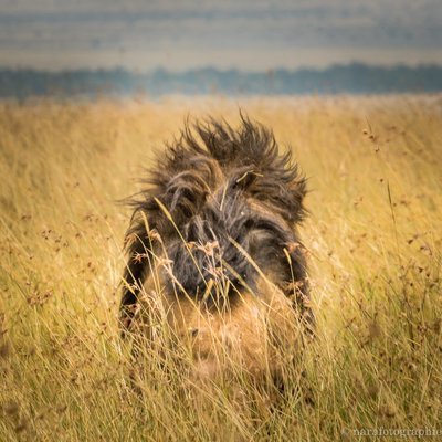 Wildlife