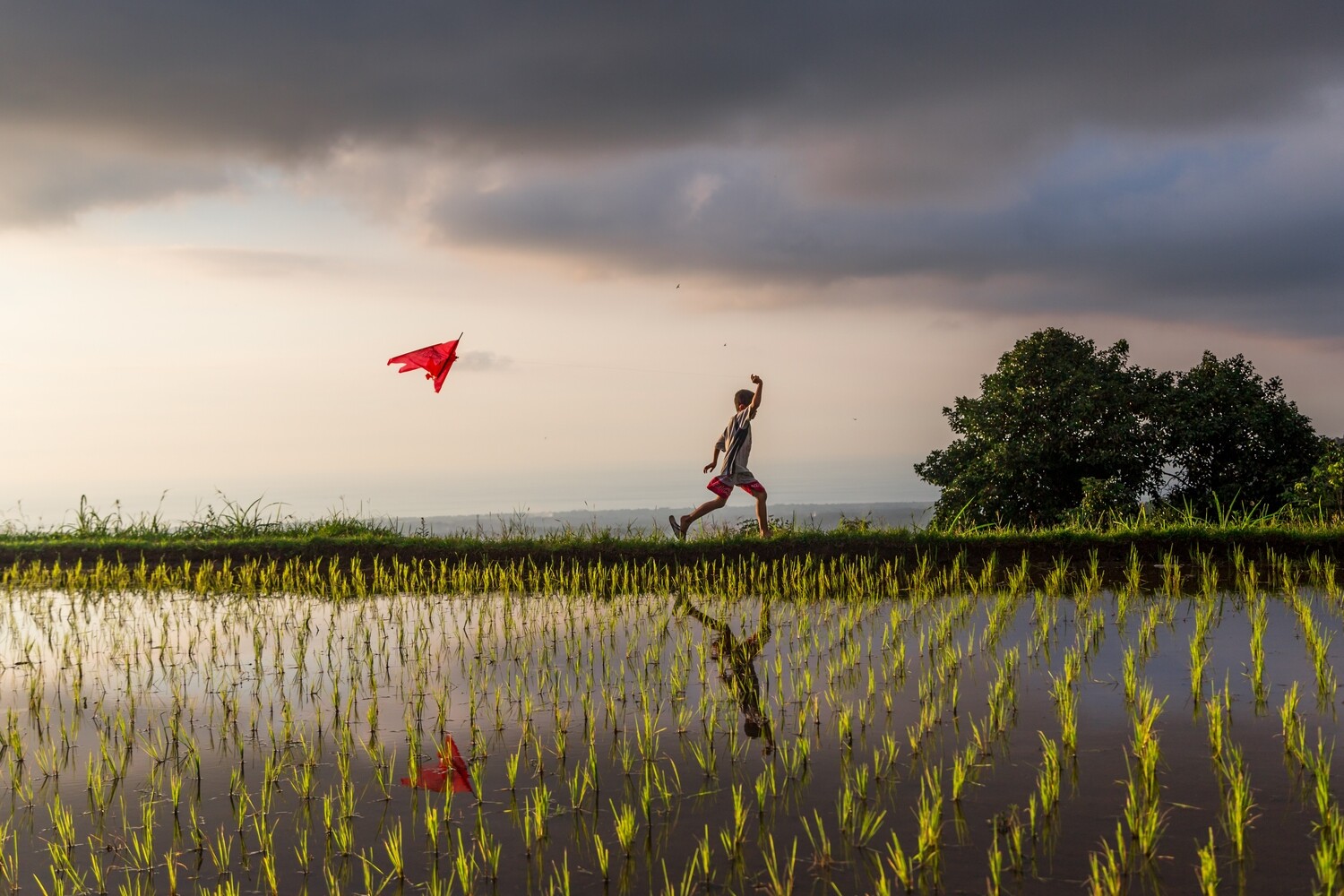 Kite session in rice fields
