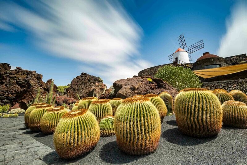 Moulin & Cactus