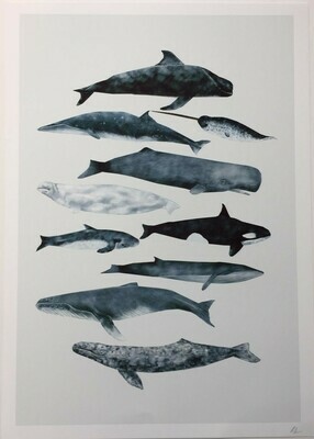 Rhian Davie - Whales