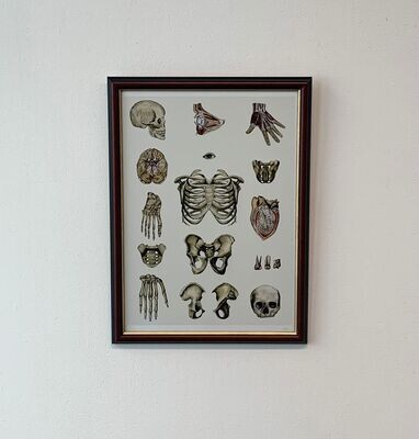 Rhian Davie - Anatomical Sheet Print