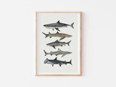 Rhian Davie - Shark Print
