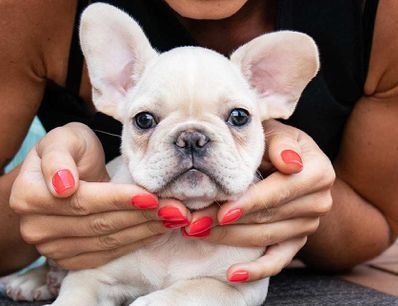 Female French Bulldog