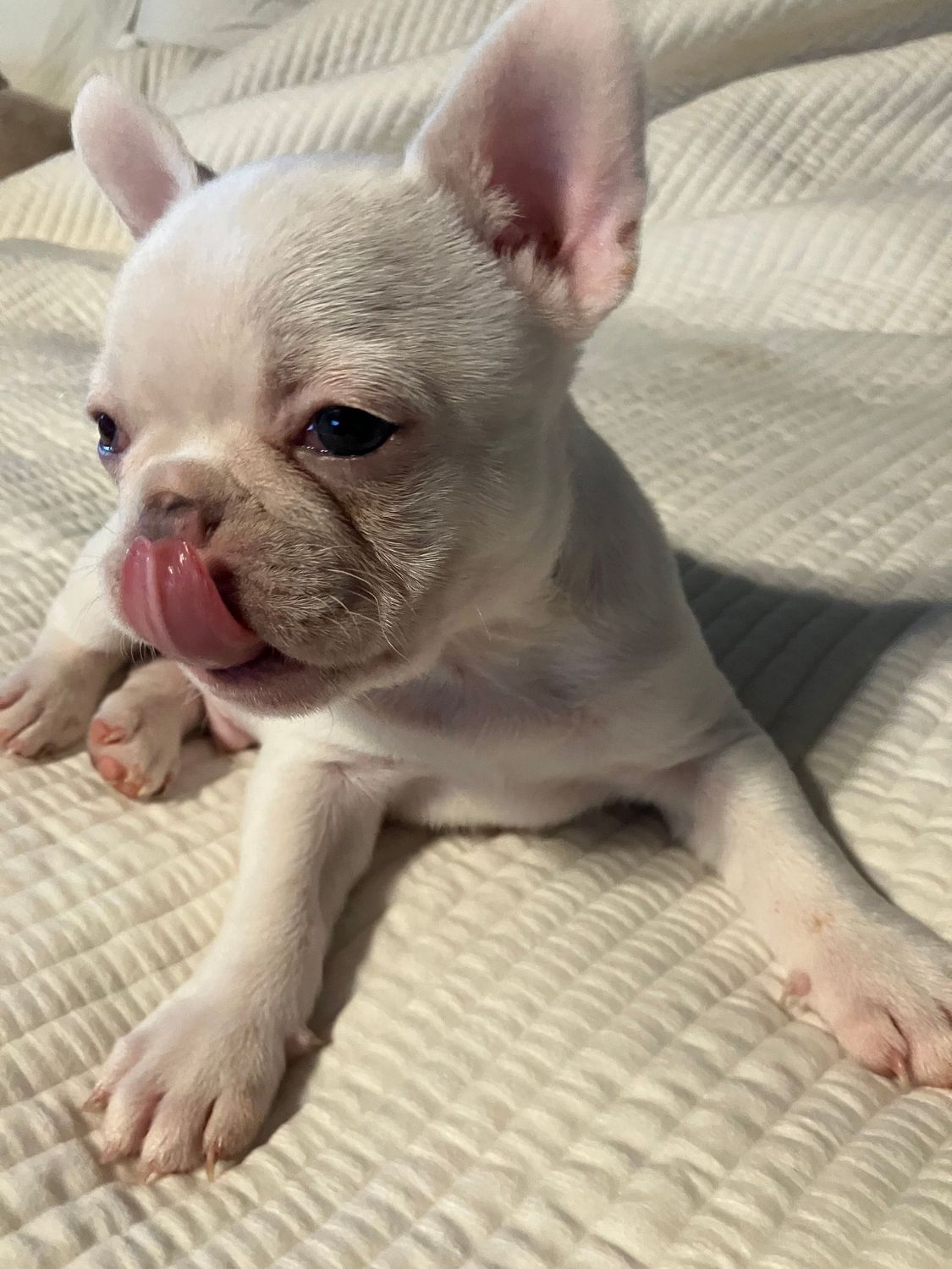 Male French Bulldog