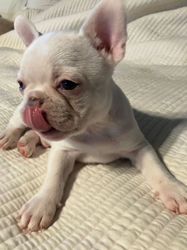 Male French Bulldog