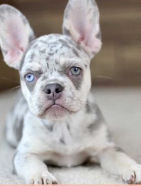 Male French Bulldog