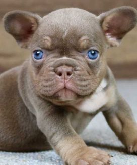 Female French Bulldog