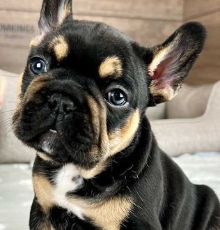 Male French Bulldog