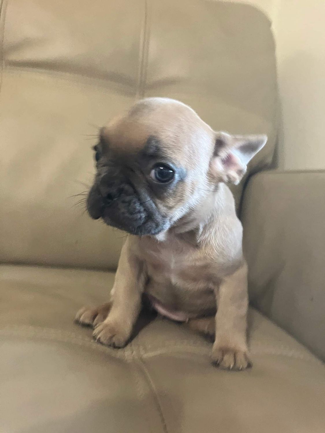 Female French Bulldog