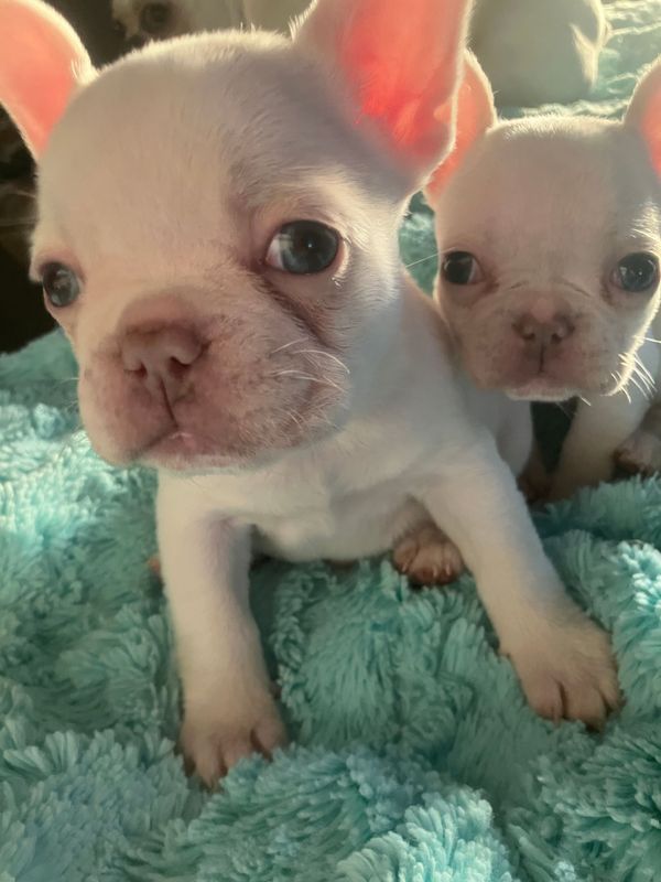 Male French Bulldog