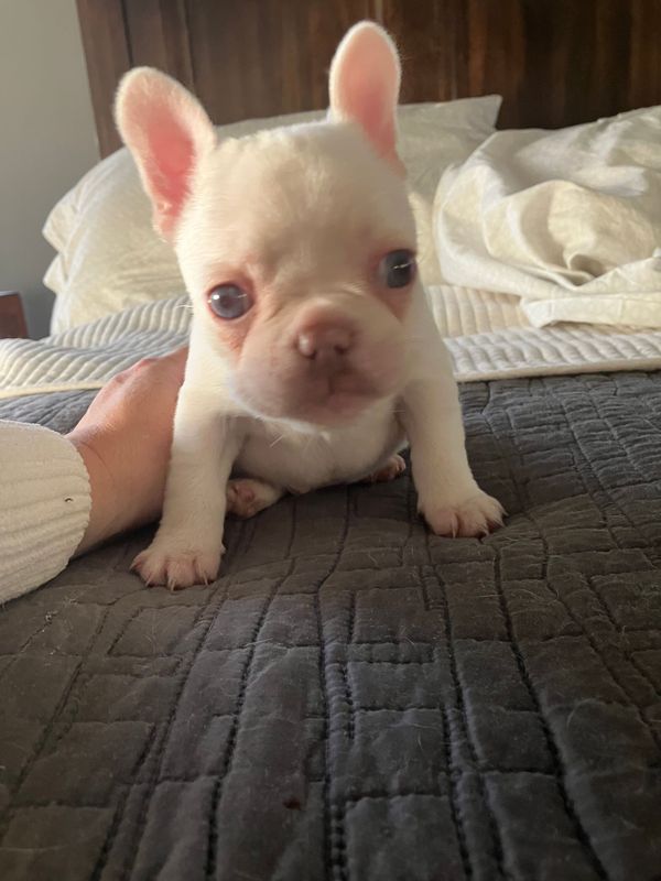 Female French Bulldog