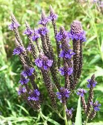 Blue Vervain