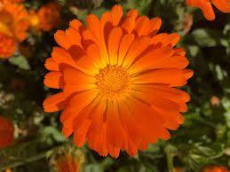 Calendula
