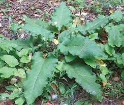 Burdock Root