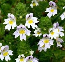 Eyebright