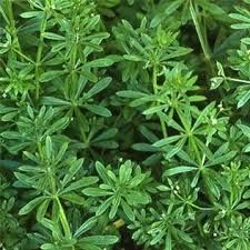 Cleavers