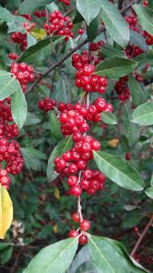 Autumn Olive