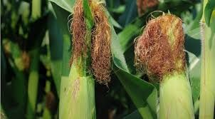 Corn Silk