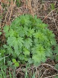 Motherwort