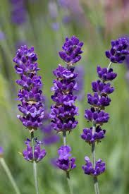 Lavender (Alcohol)