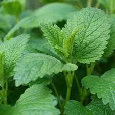 Lemon Balm