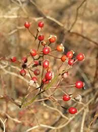 Rosehips (Multiflora)