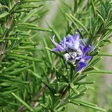 Rosemary (Alcohol)