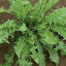 Dandelion Leaf